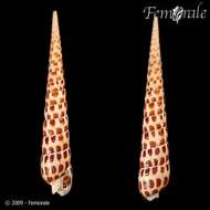 Image of Needle Whelks