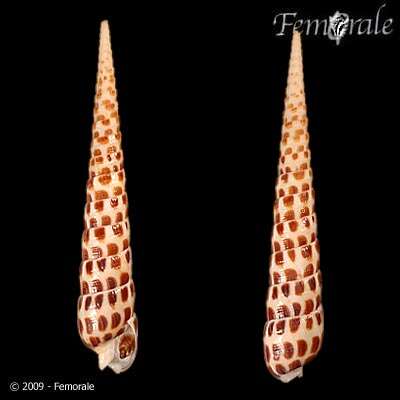 Image of Needle Whelks