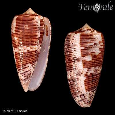 صورة Conus Linnaeus 1758