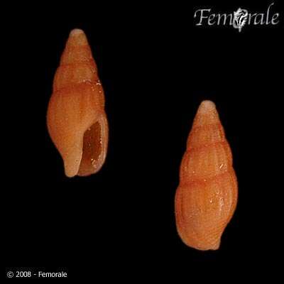 <i>Anachis consanguinea</i> (Sowerby 1844)的圖片