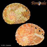 Image of Haliotoidea Rafinesque 1815