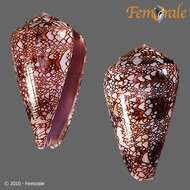 صورة Conus dalli Stearns 1873