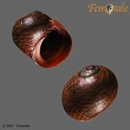 Image of Periwinkle snails