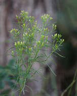 Image of Slender Goldentop