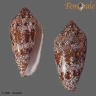 Image of <i>Conus textile euetrios</i> Sowerby 1882