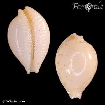 صورة Cypraea mauiensis wattsi Lorenz 2001