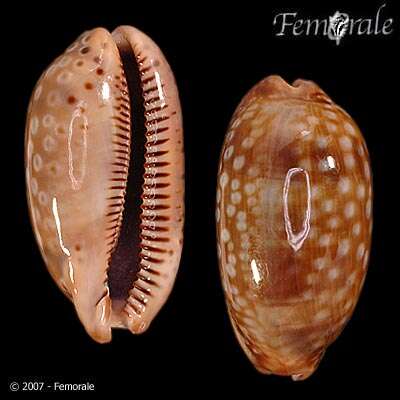 صورة <i>Cypraea zebra</i> L. 1758