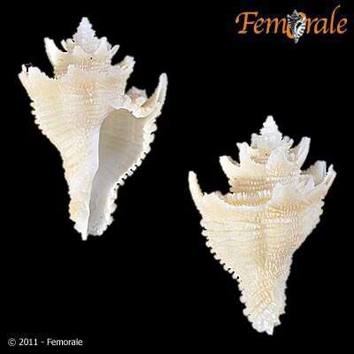 Image of Babelomurex Coen 1922