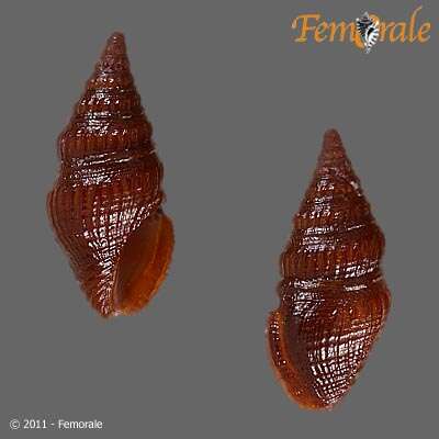 Image of Pseudomelatomidae J. P. E. Morrison 1966