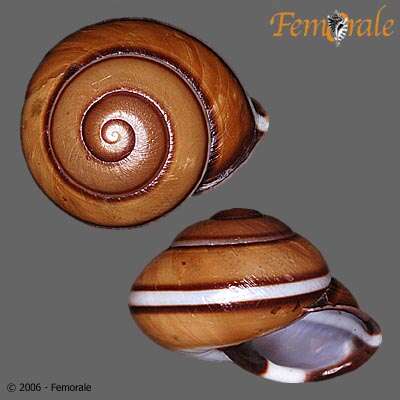 Image of bush snails