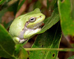 Image of Pine Woods Treefrog