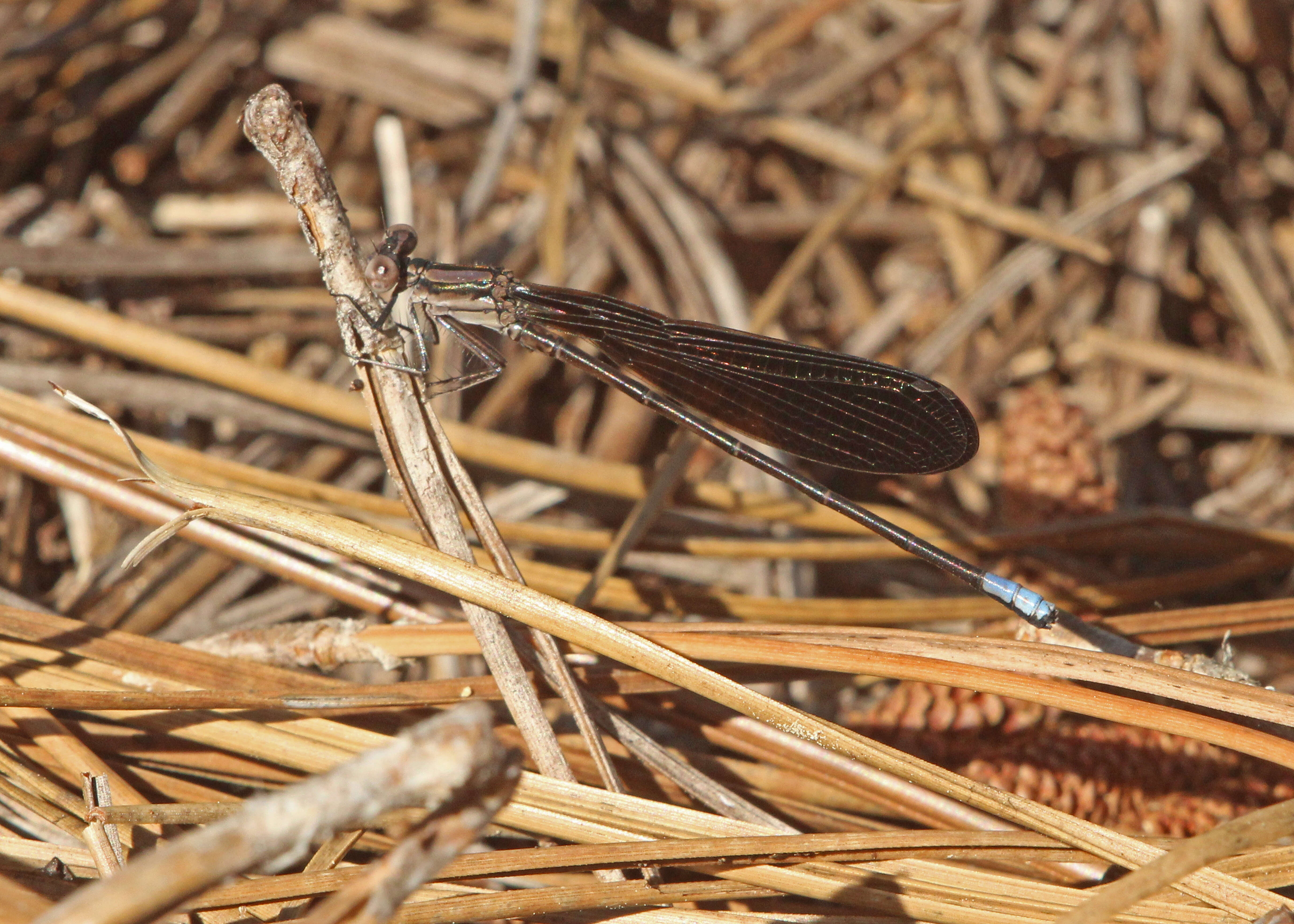 Image of Variable Dancer