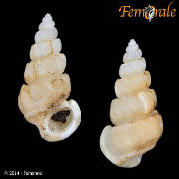 unclassified Gastropoda resmi