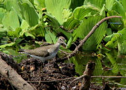 Image of Solitary Sandpiper