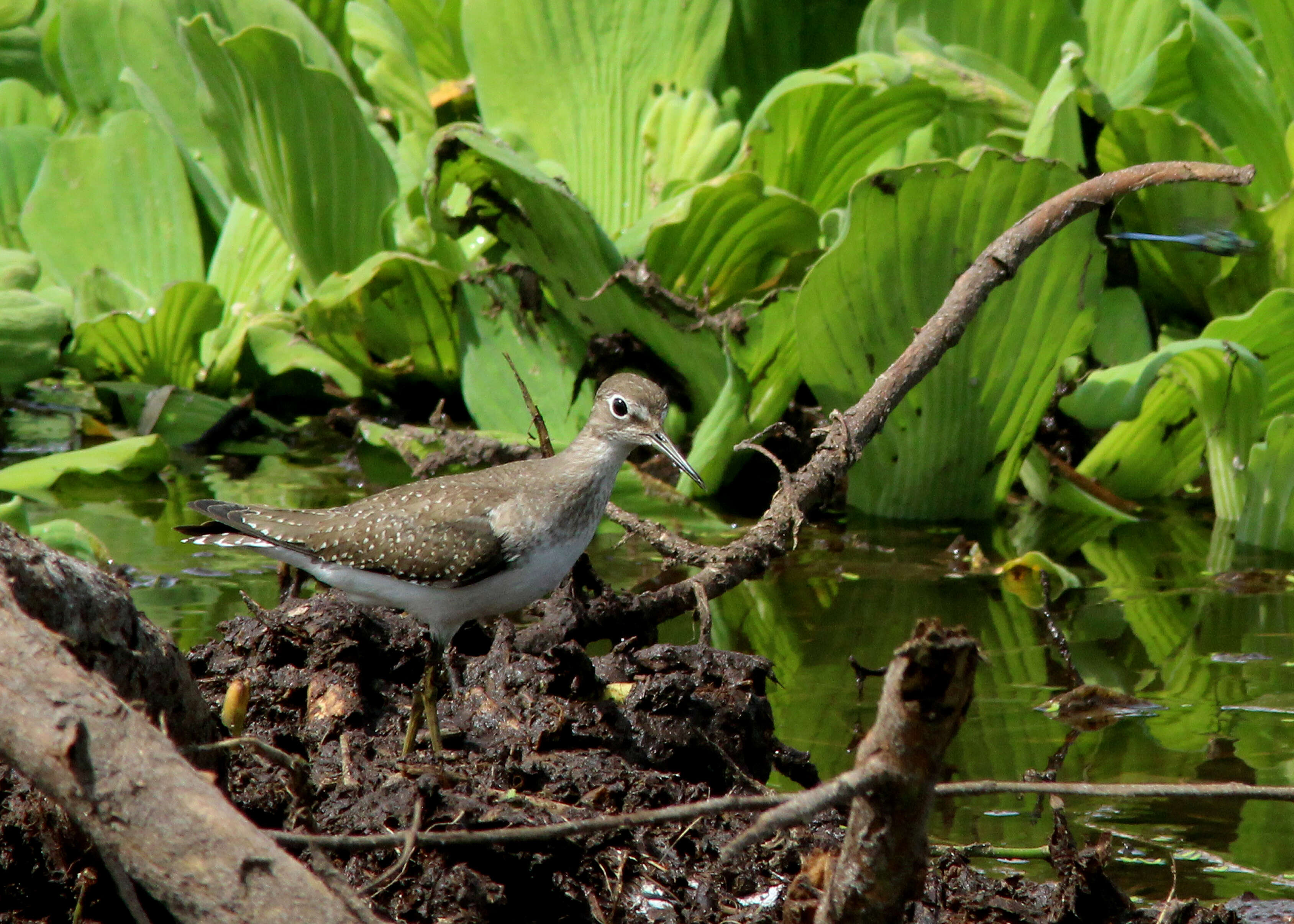 Image of Solitary Sandpiper