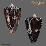 Image of cone snails