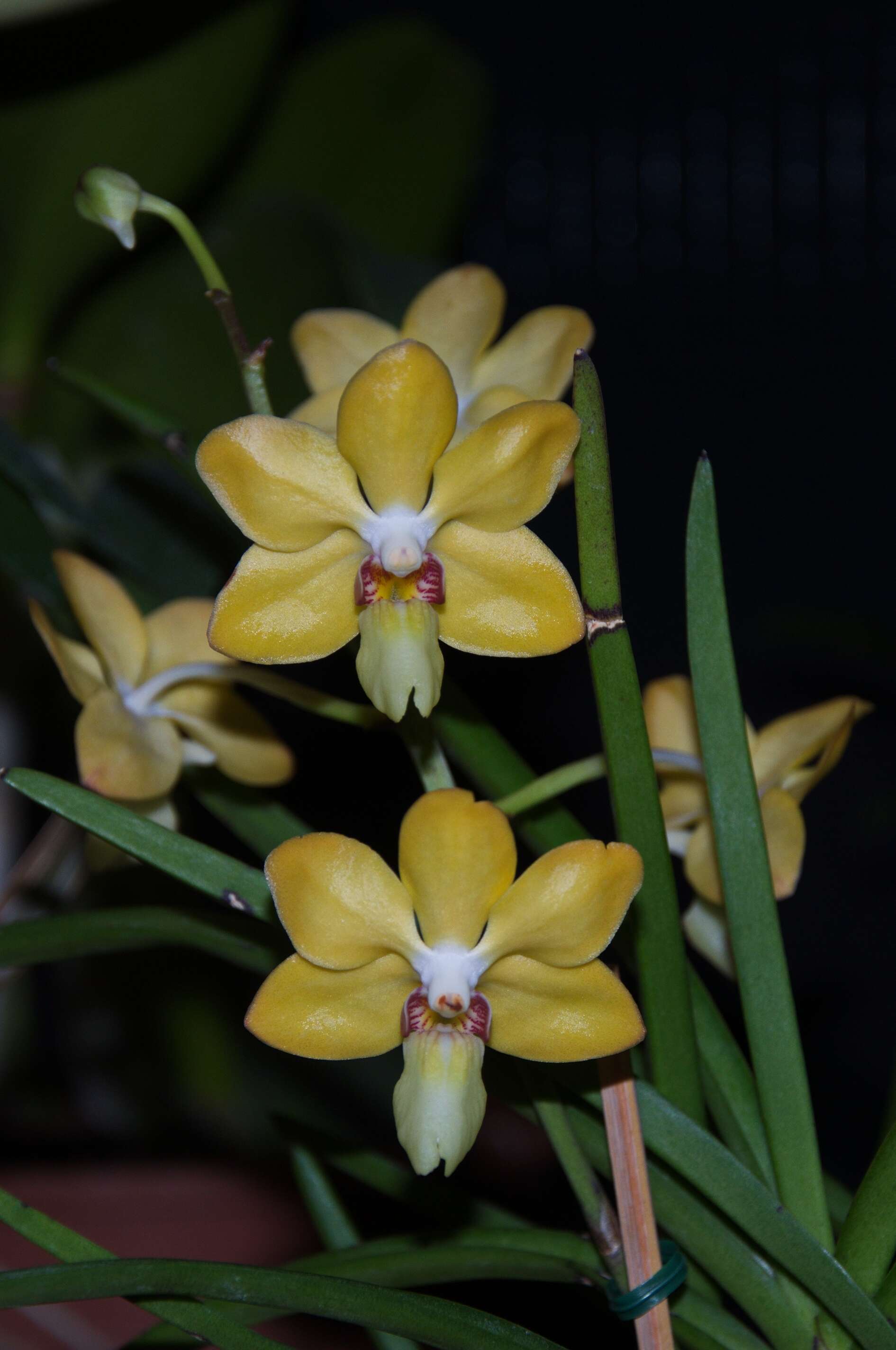 Holcoglossum rupestre × Vanda denisoniana的圖片