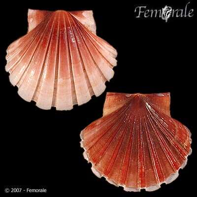 Image of Pecten albicans naganumanus Yokoyama 1920