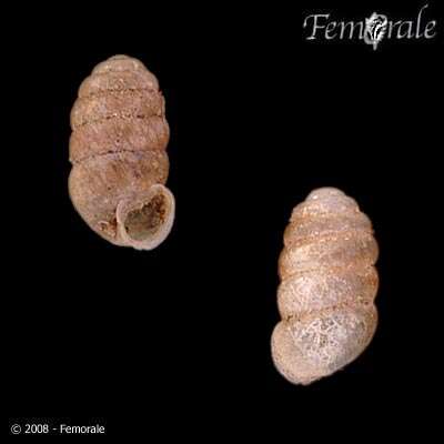 Image of chrysalis snails