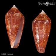 Image of cone snails