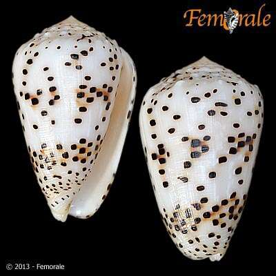 Image of cone snails