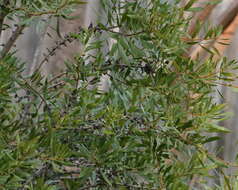 Image of wax myrtle