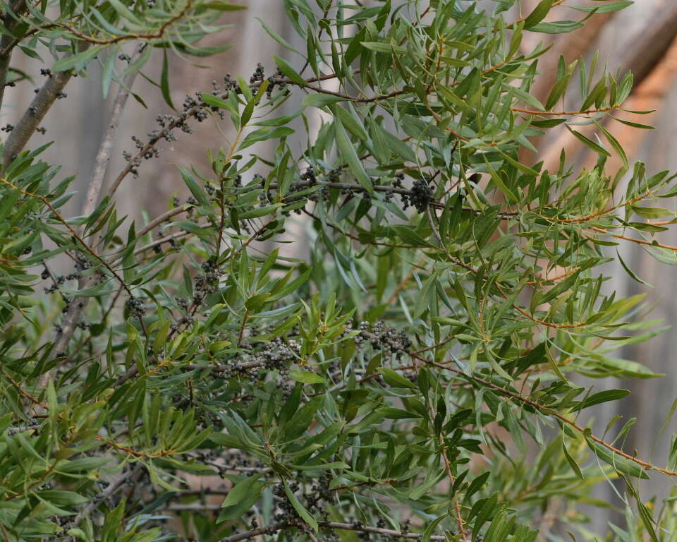 Image of wax myrtle