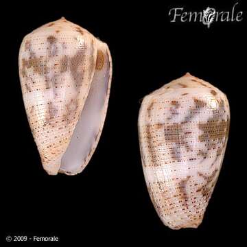 Image of <i>Conus striolatus decurtatus</i> Dautzenberg 1910