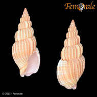 Image of nassa mud snails