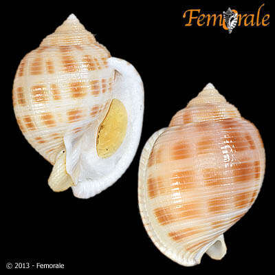 Image of Semicassis bisulcatum japonica (Reeve 1848)