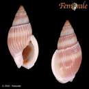 صورة Nassarius foveolatus (Dunker 1847)