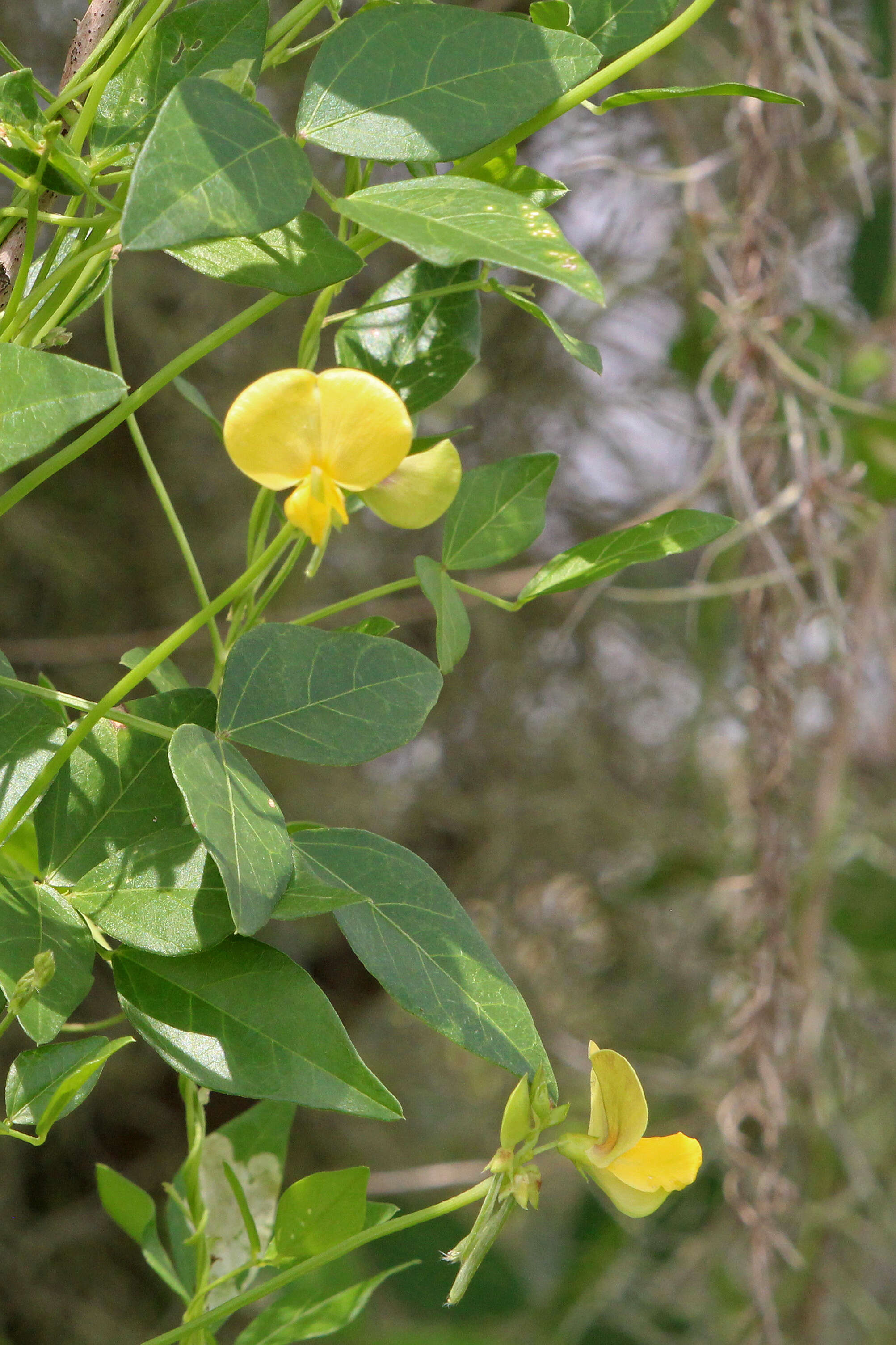 Слика од Vigna luteola (Jacq.) Benth.