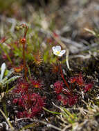 Image of Drosera peltata Thunb.