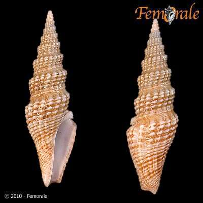 Image of Pseudomelatomidae J. P. E. Morrison 1966