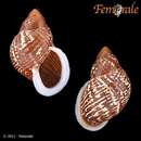 Image of Snail [no common name]