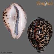 Image of tiger cowrie