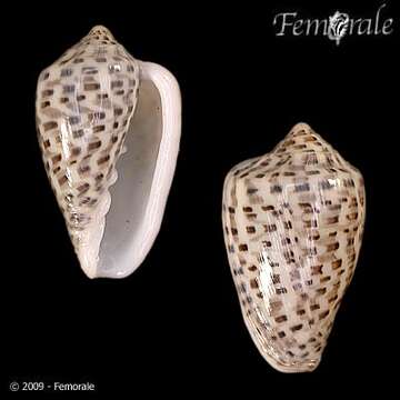 Marginella Lamarck 1799 resmi