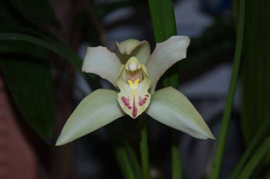 Image of Ivory-colored Cymbidium