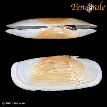 Solecurtidae d'Orbigny 1846 resmi