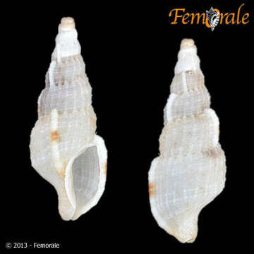 Image of Cancellariidae Forbes & Hanley 1851