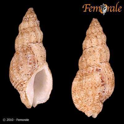 Sivun <i>Maculotriton serrialis</i> (Deshayes 1834) kuva