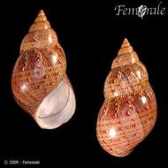 Image of pheasant shells