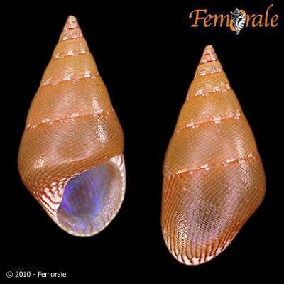 صورة Phasianotrochus P. Fischer 1885