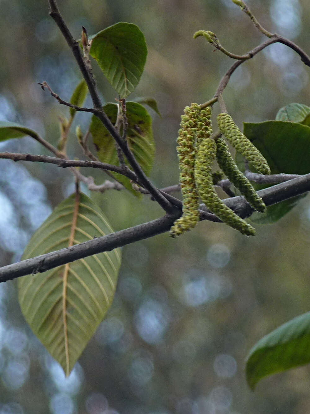 صورة Alnus acuminata Kunth