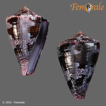 Image de Conus Linnaeus 1758