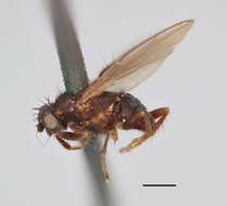 صورة Thoracochaeta zosterae (Haliday 1833)