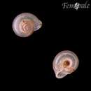 Image of smooth grass snail