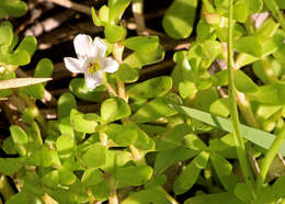 Image of Brahmi