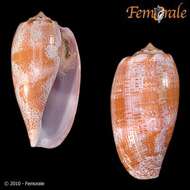 Image of cone snails