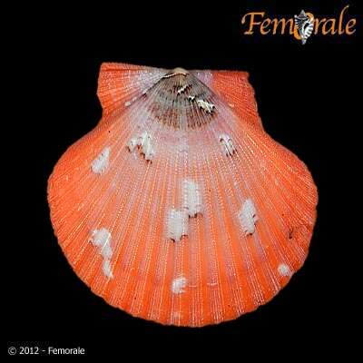 Image of African fan scallop